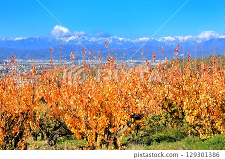 Autumn leaves in Tojo apricot fields 129301386