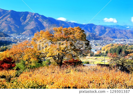Autumn leaves in Tojo apricot fields 129301387