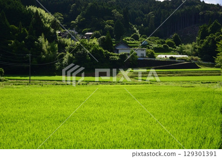 陽光開始照耀高原的稻田 129301391