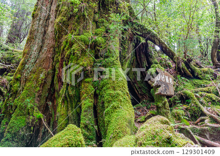 Bearded Elder Yakusugi, Yakushima Yakusugi Land (May) 129301409