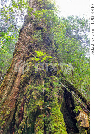 大鬍子屋久杉長者，屋久島屋久杉樂園（5月） 129301410