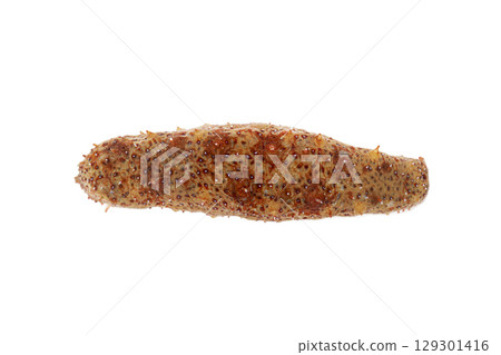 Red sea cucumber 129301416