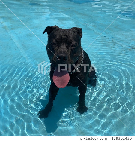 比特犬泳池黑色 129301439