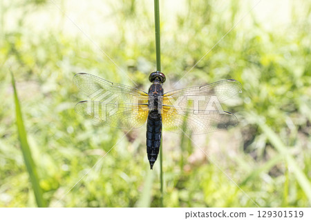 一隻蜻蜓，身上還附著蜘蛛網 129301519
