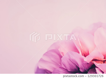 Vibrant peony flower close-up captures delicate petals and soft hues in a serene setting 129301726