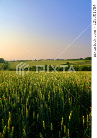 Auvers Hill, early morning (Ozora Town, Hokkaido) 129301784