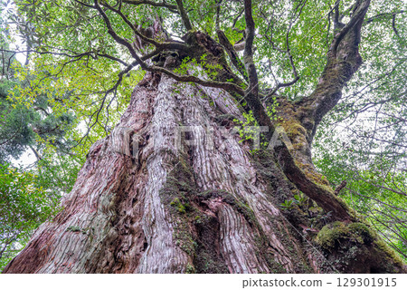 Yakushima Island's Yakusugi Forest: Springtime at the Yakusugi Kigen Cedar Yakushima Island's Yakusugi Forest: Springtime at the Yakusugi Kigen Cedar 129301915