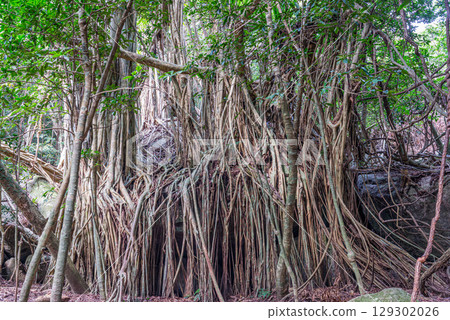 Gajumaru (Ficus Ficus), World Natural Heritage Site, Yakushima (April) 129302026