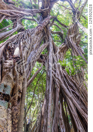 Yakushima World Natural Heritage Gajumaru (April): A Giant Tree Where God Dwells 129302028