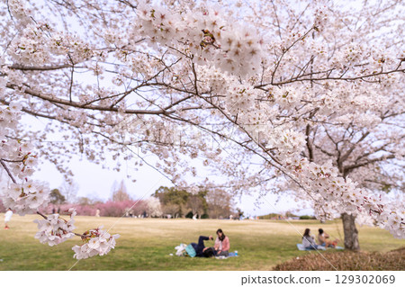 三重縣四日市北星中央公園春天的景象。人們在欣賞櫻花和春天的景色。 129302069
