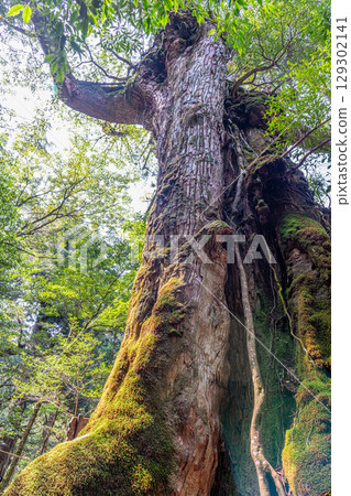 Seven Yakusugi Cedars, Yakushima Shiratani Unsuikyo Gorge (April), popular with tourists Seven Yakusugi Cedars, Yakushima Shiratani Unsuikyo Gorge (April), popular with tourists 129302141