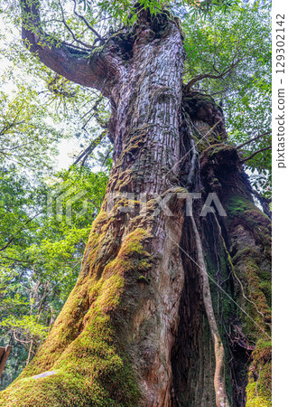 Seven Yakusugi Cedars, Yakushima Shiratani Unsuikyo Gorge (April), popular with tourists 129302142