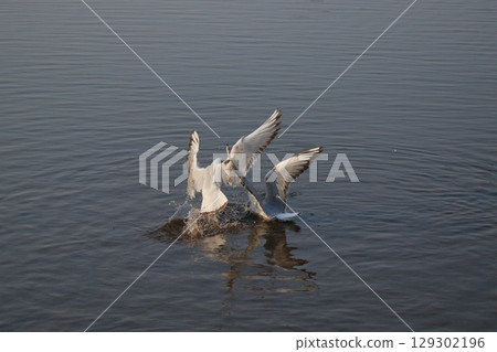 一隻黑頭鷗飛來 129302196