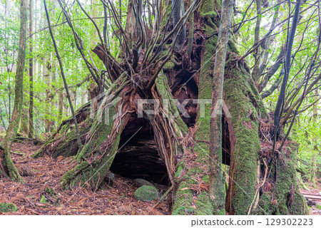 Yakushima National Park's Yakusugi Sandaisugi (April): The Yakusugi where gods reside 129302223