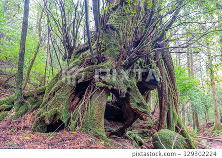 Giant Yakusugi (Sandai Sugi) in Yakushima National Park (April) - Yakusugi where gods reside 129302224
