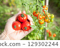 Harvest cherry tomatoes 129302244