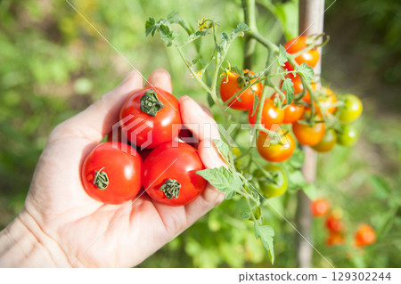 Harvest cherry tomatoes Harvest cherry tomatoes 129302244