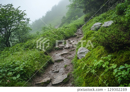 Misty Forest Path: Serene Hiking Trail Through Lush Greenery 129302289