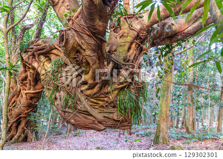 Yakushima Island, the Island of Gods (April) - A tree like a dragon Yakushima Island, the Island of Gods (April) - A tree like a dragon 129302301