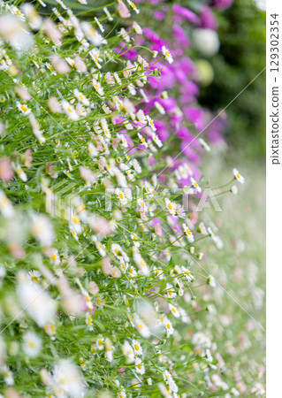 Colorful flowers blooming along the roadside bathed in sunlight Colorful flowers blooming along the roadside bathed in sunlight 129302354