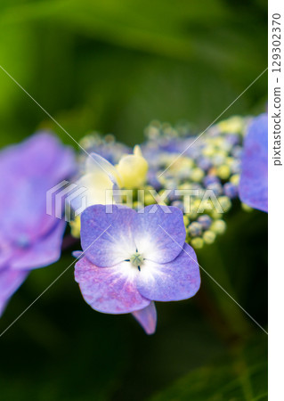 Blue hydrangea 129302370