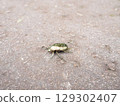 A scarab walking on the asphalt 129302407
