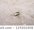 A scarab walking on the asphalt 129302408