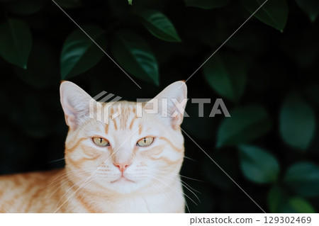 Orange tabby cat resting amid lush green foliage in a garden during daylight 129302469