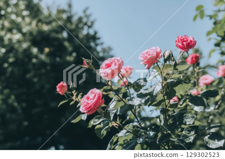 Pink roses bloom in a bright garden under clear blue skies during midday hours Pink roses bloom in a bright garden under clear blue skies during midday hours 129302523