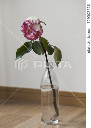 Wilted Pink Rose in Plastic Bottle Vase Wilted Pink Rose in Plastic Bottle Vase 129302818