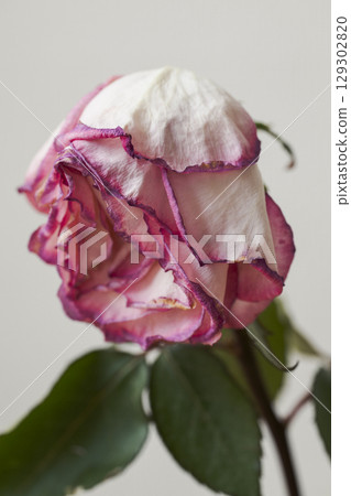 Wilted Pink Rose close up Wilted Pink Rose close up 129302820