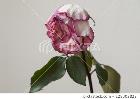 Wilted Pink Rose close up Wilted Pink Rose close up 129302822