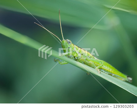 Grasshopper stagnating in the leaves Grasshopper stagnating in the leaves 129303203