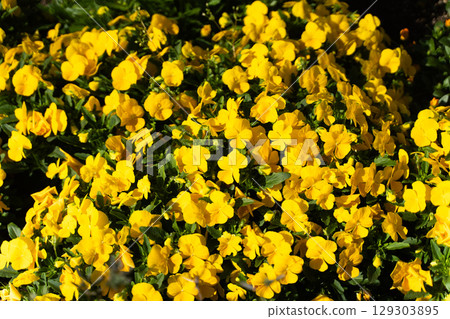 A cluster of vibrant yellow flowers② A cluster of vibrant yellow flowers② 129303895
