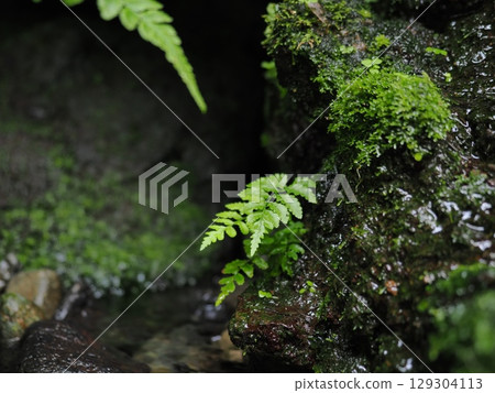 岩清水旁的蕨類植物 129304113