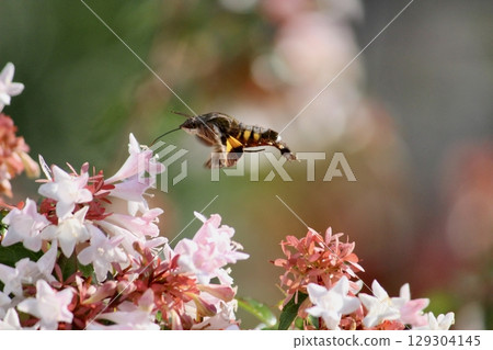 A Spotted Hawk Moth sucking nectar from an Abelia during the day A Spotted Hawk Moth sucking nectar from an Abelia during the day 129304145