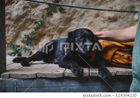 Relaxed Black Dog Resting on Wooden Platform with Orange Backpack 129304220