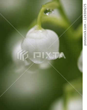 Lily of the valley flowers wet with rain Lily of the valley flowers wet with rain 129304275