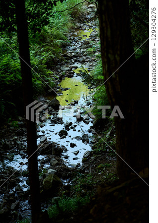 Stream flowing through the forest 129304276