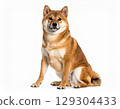 坐在白色背景上的柴犬（AI 生成） 129304433