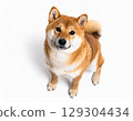 柴犬抬頭看著白色背景（AI 生成） 129304434