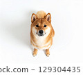 柴犬在白色背景上抬頭（AI 生成） 129304435