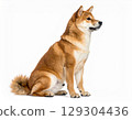一隻柴犬在白色背景上向側面看（AI 生成） 129304436