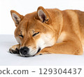 柴犬睡在白色背景上（上半身）（AI 生成） 129304437