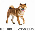 柴犬側身站立在白色背景上（AI 生成） 129304439