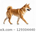 一隻柴犬在白色背景上行走（AI 生成） 129304440