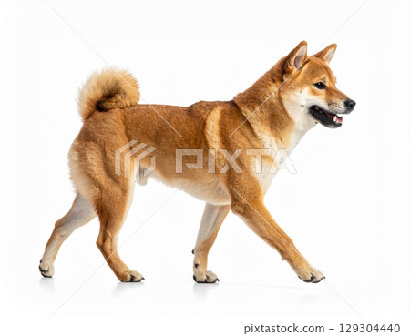 A Shiba Inu walking on a white background (AI-generated) 129304440