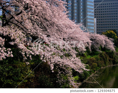 2009.4.7 紀尾井町弁慶護城河的櫻花 129304875