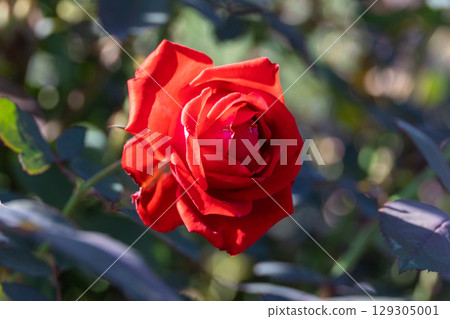 Yamashita Park: Red roses in full bloom 129305001