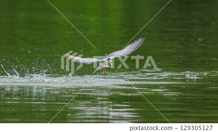 A spectacular scene of a little tern taking off from the water with a small fish in its mouth 129305127